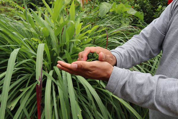 Using citronella oil as a insect repellant - monsoon safety precaution